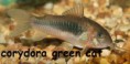 /album/peces-disponibles/a11122-jpg/
