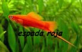 /album/peces-disponibles/a1465149-1434160413496768-2054626346-n-jpg/