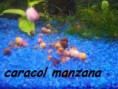 /album/peces-disponibles/a1493244-1434160306830112-1476315423-n-jpg/