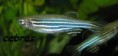 /album/peces-disponibles/a1920561-1434160320163444-1313680165-n-jpg/