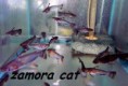 /album/peces-disponibles/a1925337-1434160616830081-1309624215-n-jpg/