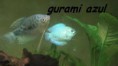 /album/peces-disponibles/a1959665-1434160463496763-1358231518-n-jpg/