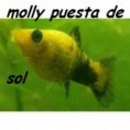 /album/peces-disponibles/a1962741-1434160546830088-324625874-n-jpg/